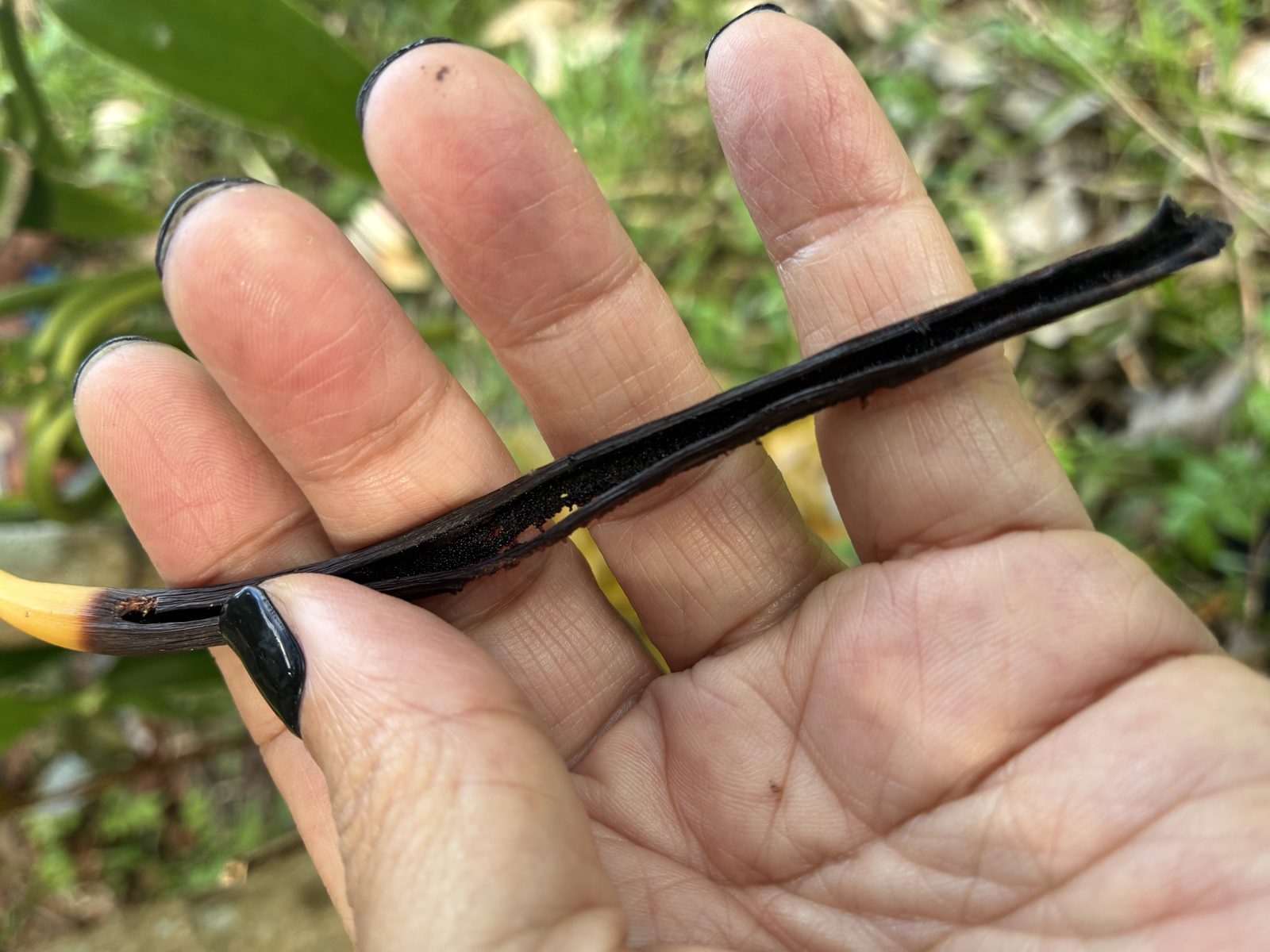 Freshly cured vanilla pod held by hand in Sambava, Madagascar